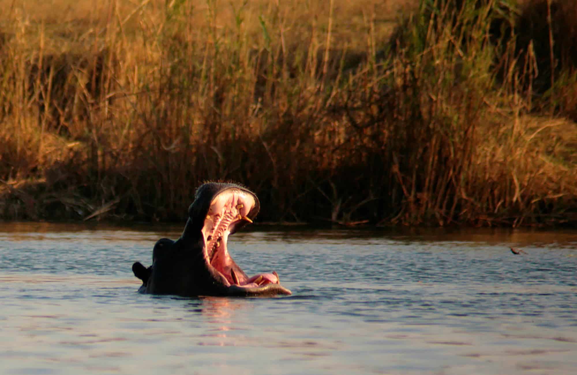 Kwando River